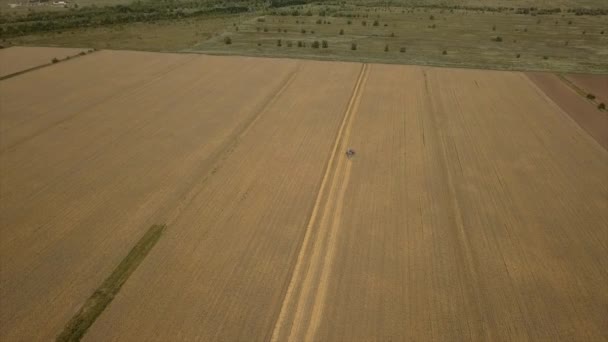 耕作地で小麦作物を収穫する収穫機を組み合わせた空中ビュー トップビュー — ストック動画