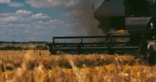 Harvester Verzamelt Het Gewas Het Veld Rookt — Stockvideo