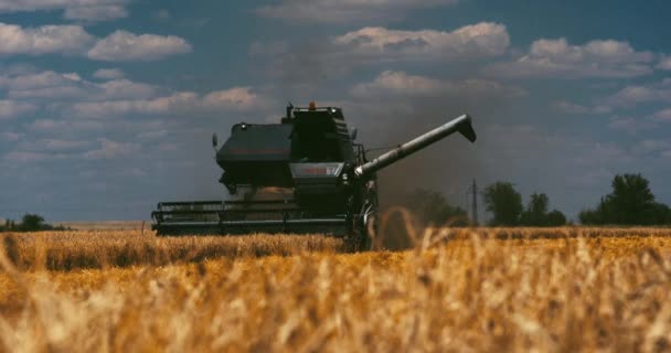 Harvester Verzamelt Het Gewas Het Veld Rookt — Stockvideo