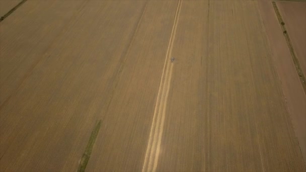 Аерофотозйомка Комбайна Сільськогосподарської Техніки Збирання Пшеничних Культур Культивованому Полі Вид — стокове відео