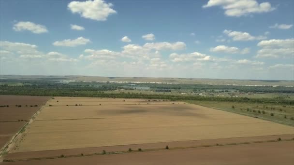 Вид Сверху Золотое Пшеничное Поле Фоне Голубого Неба — стоковое видео