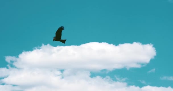 De vogel vliegt in de blauwe lucht — Stockvideo