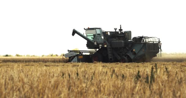 De Harvester verzamelt het gewas in het veld — Stockvideo