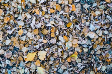 kaldırıma düşmüş bir yaprak, ıslak sonbahar yaprakları, sonbahar kuru yapraklar