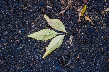 kaldırıma düşmüş bir yaprak, ıslak sonbahar yaprakları, sonbahar kuru yapraklar