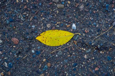 kaldırıma düşmüş bir yaprak, ıslak sonbahar yaprakları, sonbahar kuru yapraklar