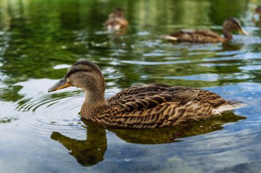 Puşkin Rusya'da ördek