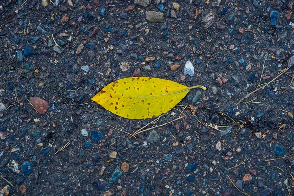 Fallen Leaf Pavement Wet Autumn Leaves Autumn Dry Leaves — Stock Photo, Image