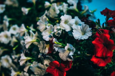 fener ışığında çiçekler