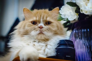 büyük gözlü beyaz bir kedi göz at