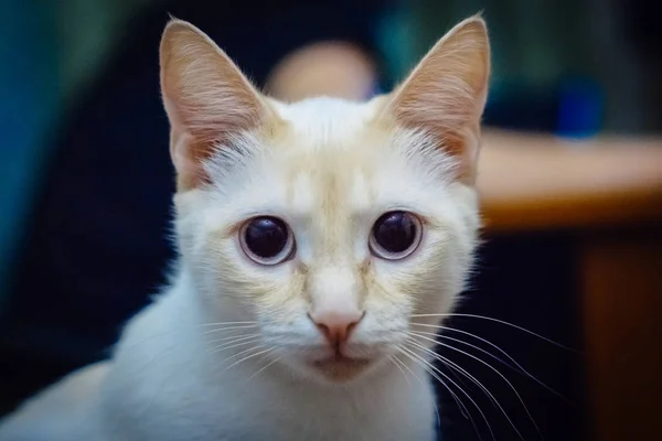 Olhar Branco Gatos Com Grandes Olhos — Fotografia de Stock