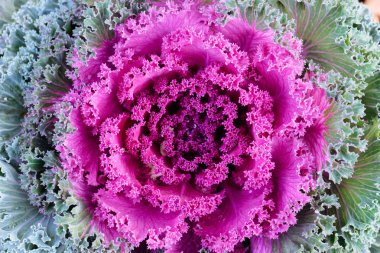 sonbaharda renkli süs Kale