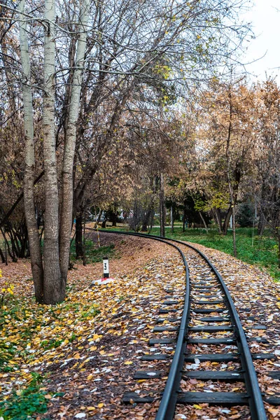 autumn leaves on sleepers for train