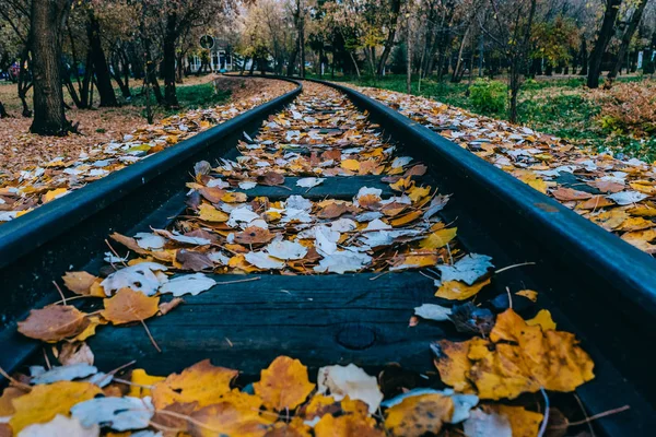 autumn leaves on sleepers for train