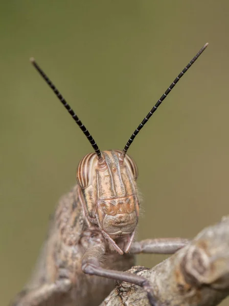 Denna Stora Gräshoppan Mycket Vanlig Södra Delen Iberiska Halvön Där — Stockfoto
