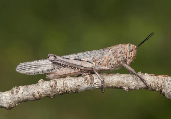 Deze Grote Sprinkhaan Komt Zeer Vaak Voor Het Zuiden Van — Stockfoto