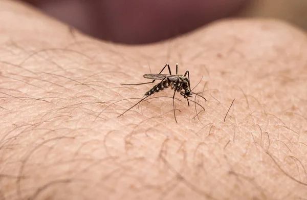 蚊子是一个噩梦 当温度上升到足以完成他们的生命周期和成人孵化 是雌性咬人和动物 他们需要血液来成熟他们的卵 在这种情况下 我自己的手刺痛惊讶 — 图库照片