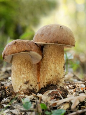 Sonbahar geldiğinde ve ne zaman sonbahar ARRI zaman mantar, arama çok takdir bazı türler bulmak için çalışıyoruz, bu durumda Boletus aereus ve çörek reticulatus çörek, sahip olduğu gibi. Boletus Mantarı lezzetli hem de