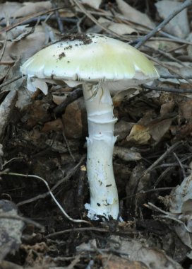 It is one of the most toxic mushrooms that can be found in the forest, the ingestion of only 50 grams of this mushroom can cause death in a person or destroy the liver. Anyone who likes to collect mushrooms to eat, is the first to know perfectly, so  clipart