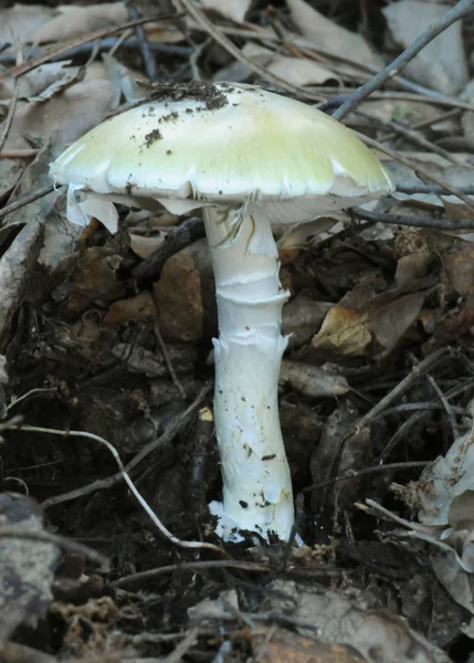 这是最有毒的蘑菇之一 可以在森林中发现 只有50克的摄入这种蘑菇可以导致死亡的人或破坏肝脏 谁喜欢收集蘑菇吃 是第一个知道完美 — 图库照片