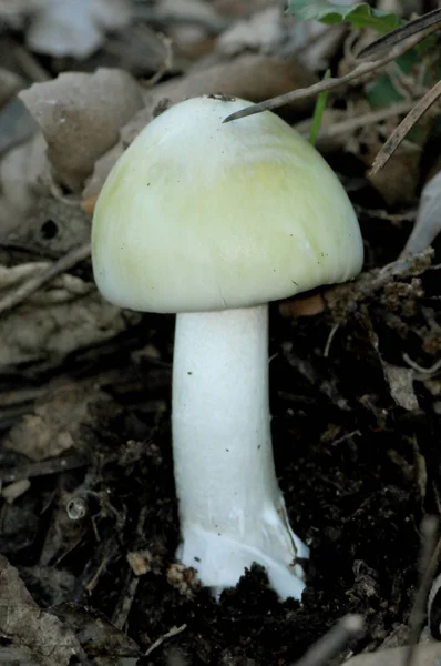 Dos Cogumelos Mais Tóxicos Que Podem Ser Encontrados Floresta Ingestão — Fotografia de Stock