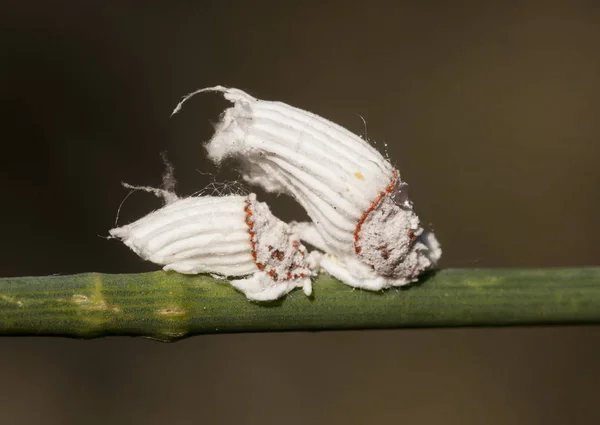 Birçok Odunsu Bitkiler Için Zararlı Bir Eklem Bacaklılar Olduğunu Ilk — Stok fotoğraf