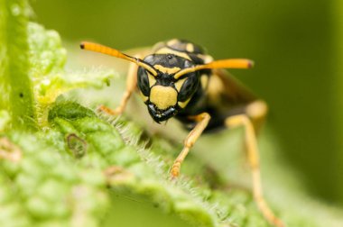 Paper wasps are very common in the hot months in the fields and in our gardens and homes, and can cause accidents on people when we get too close to their nest, and can produce painful and sometimes dangerous bites. clipart