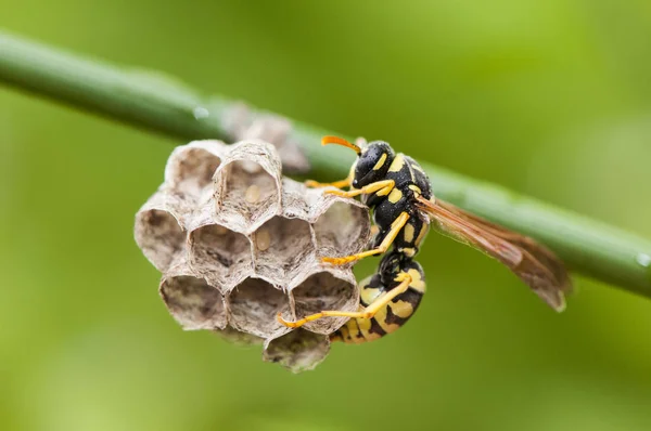纸黄蜂是非常常见的在炎热的月份 在田野和我们的花园和家庭 并可能导致事故的人 当我们太接近他们的巢 并可能产生痛苦的 有时危险的叮咬 — 图库照片