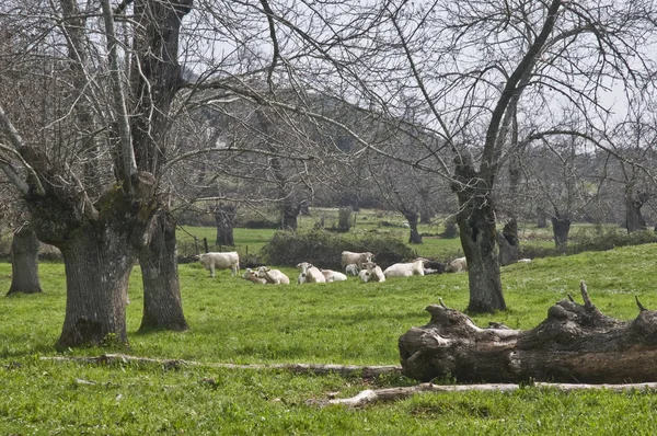 奶牛吃了很多新鲜的草后 寻找一个阳光明媚 宜人的沉思和休息的地方 — 图库照片