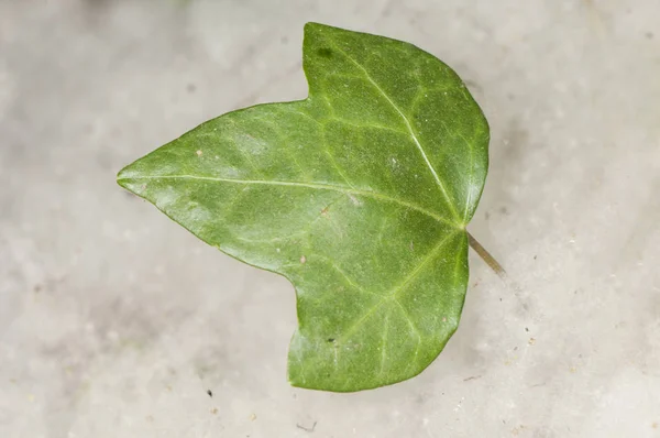 ポプラ種子の種子ポプラとツタの葉 — ストック写真