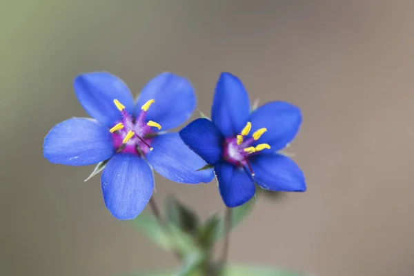 Planta silvestre púrpura, roja o azul — Foto de Stock