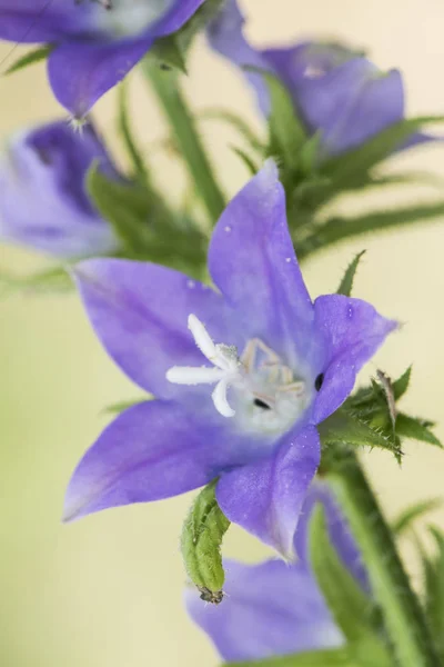 Wildpflanze violett, rot oder blau — Stockfoto