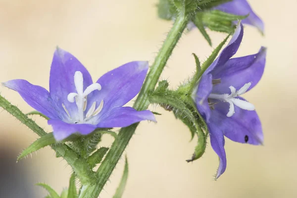 Wildpflanze violett, rot oder blau — Stockfoto