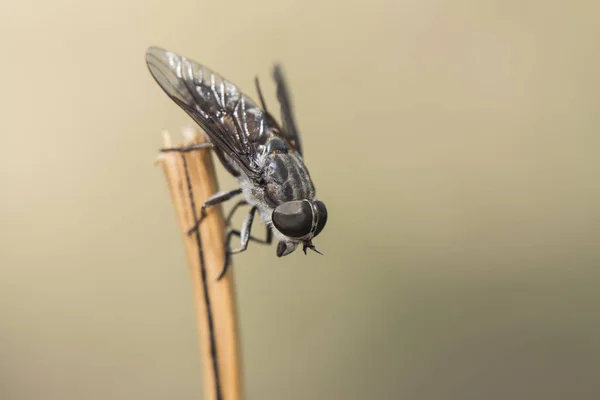 Mouche à cheval perchée sur un bâton dans un fond brun clair déconcentré — Photo