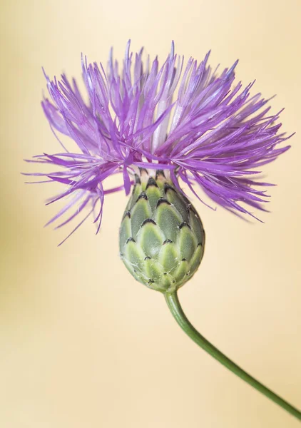 Wildpflanze violett, rot oder blau — Stockfoto