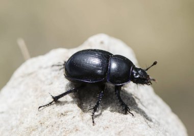 Kahverengi arka plan üzerinde gübre böceği Trypocopris piraeneus