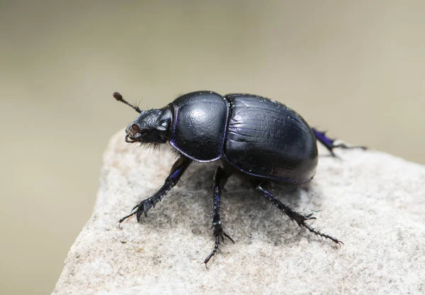 Dung beetle Trypocopris pyraeneus on brown background — Stock Photo, Image