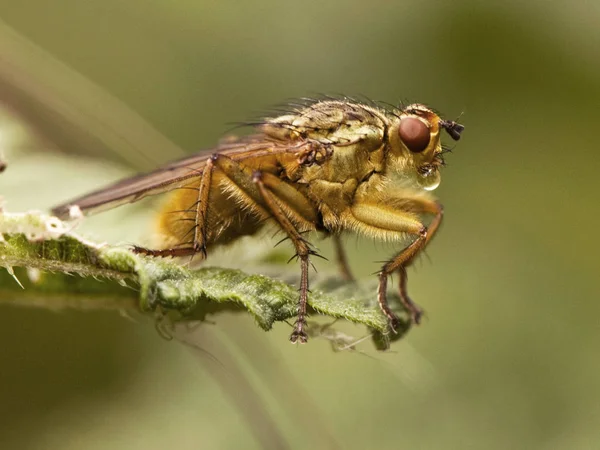 Fliege scathophaga stercoraria goldene Dungfliege auf grünlich braunem Hintergrund — Stockfoto
