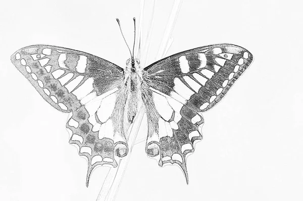 Silhouetted with the charcoal of the butterfly Papilio machaon swallows tail — Stock Photo, Image