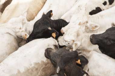 Buzağılar çiftlikten taşınması için hazırlanan kalemlerde gruplandırıldı