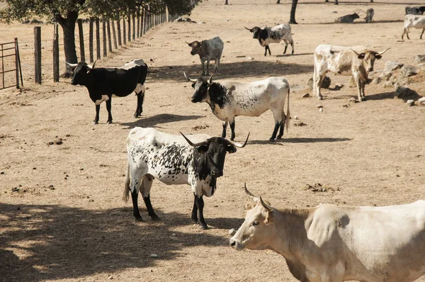 Mandria di vacche in estensivo sistema di produzione in Andalusia in asciutto paesaggio estivo — Foto Stock