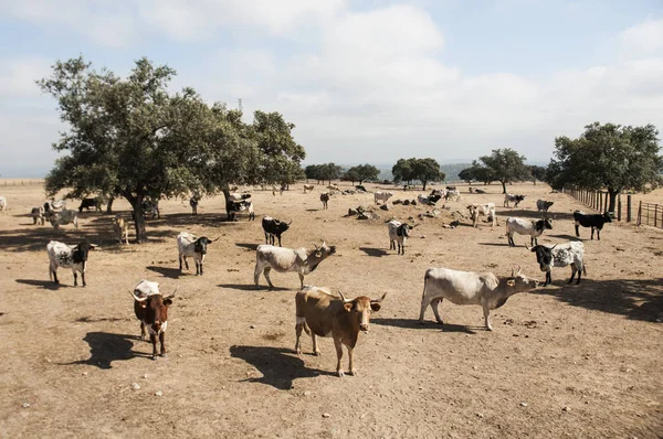 Mandria di vacche in estensivo sistema di produzione in Andalusia in asciutto paesaggio estivo — Foto Stock