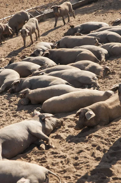 Suinetti di maiali iberici che dormono al sole al mattino — Foto Stock