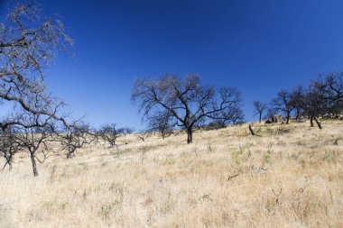 Endina'nın dehesa'sında ki orman yangınının geçişinden sonra yanan encinas