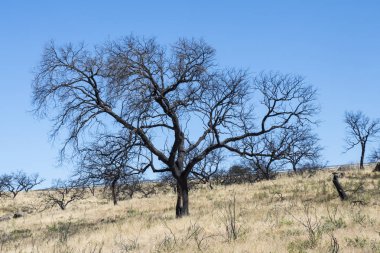 Endina'nın dehesa'sında ki orman yangınının geçişinden sonra yanan encinas
