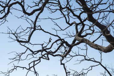 Endina'nın dehesa'sında ki orman yangınının geçişinden sonra yanan encinas