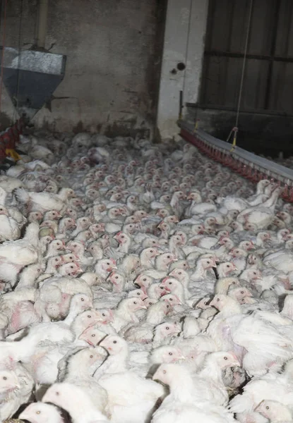 Hühnerfarm in intensiver Produktion für den menschlichen Verzehr — Stockfoto