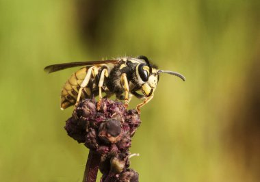 Vespula germanica yeşil bulanık arka plan üzerinde Scrophularia kırmızı çiçek tünemiş