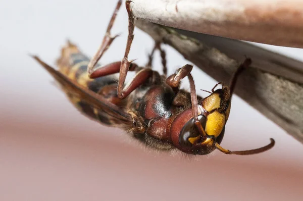 Vespa crabro, avispón, avispa grande posada sobre una rama sobre un fondo colorido y borroso — Foto de Stock