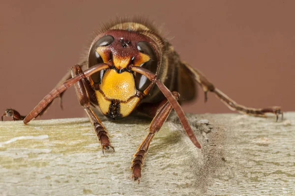 Vespa crabro, frelon, grande guêpe perchée sur une branche sur un fond coloré et flou — Photo